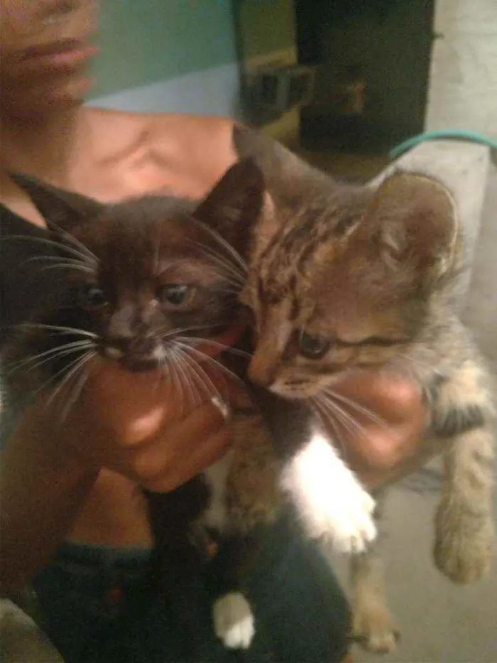 Gato ra a Sem raça  idade Abaixo de 2 meses nome Rajadinho