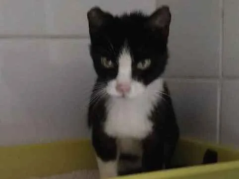 Gato raça SRD-ViraLata idade 5 anos nome Lola