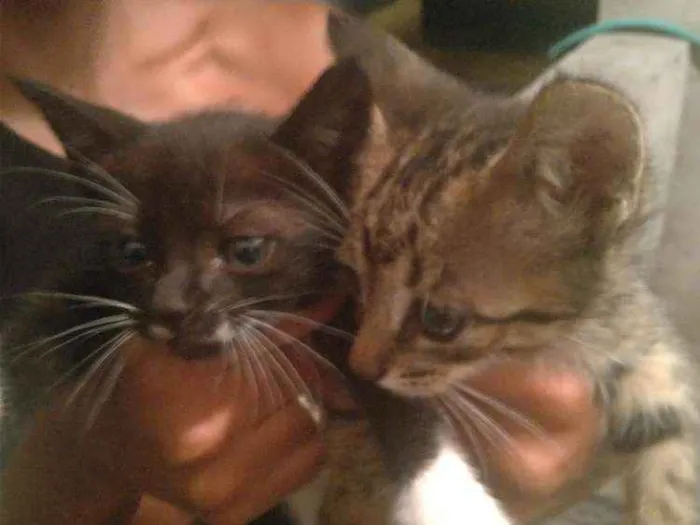 Gato ra a Sem raça  idade Abaixo de 2 meses nome Rajadinho