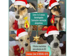 Cachorro raça Srd idade 2 a 6 meses nome Filhotinhos