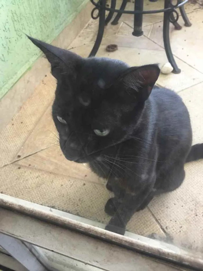 Gato ra a preto idade 7 a 11 meses nome não tem nome