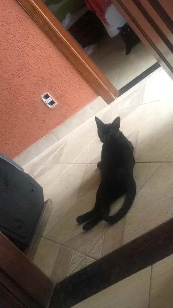 Gato ra a preto idade 7 a 11 meses nome não tem nome