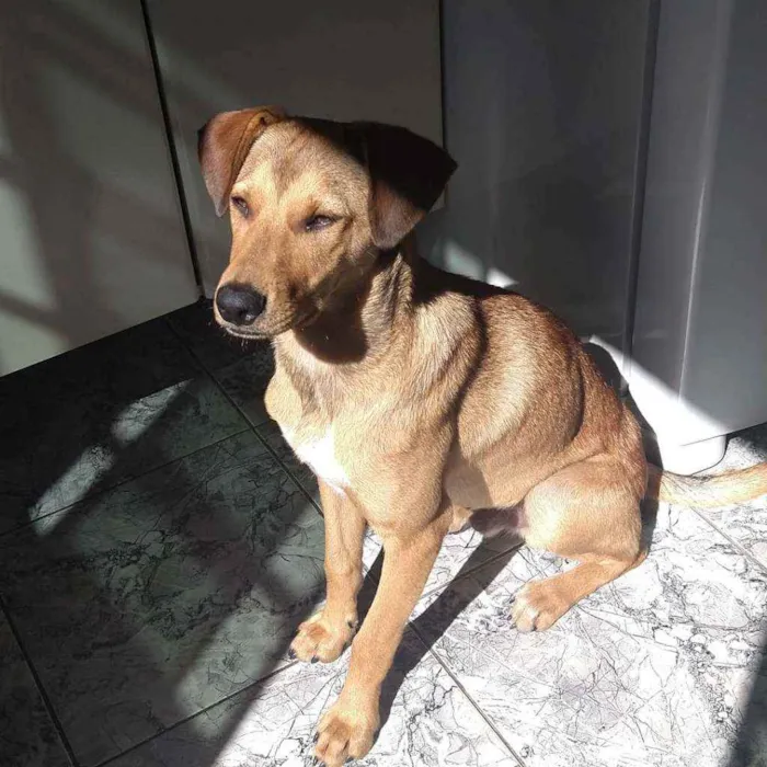 Cachorro ra a Vira lata idade 2 a 6 meses nome Caramelo