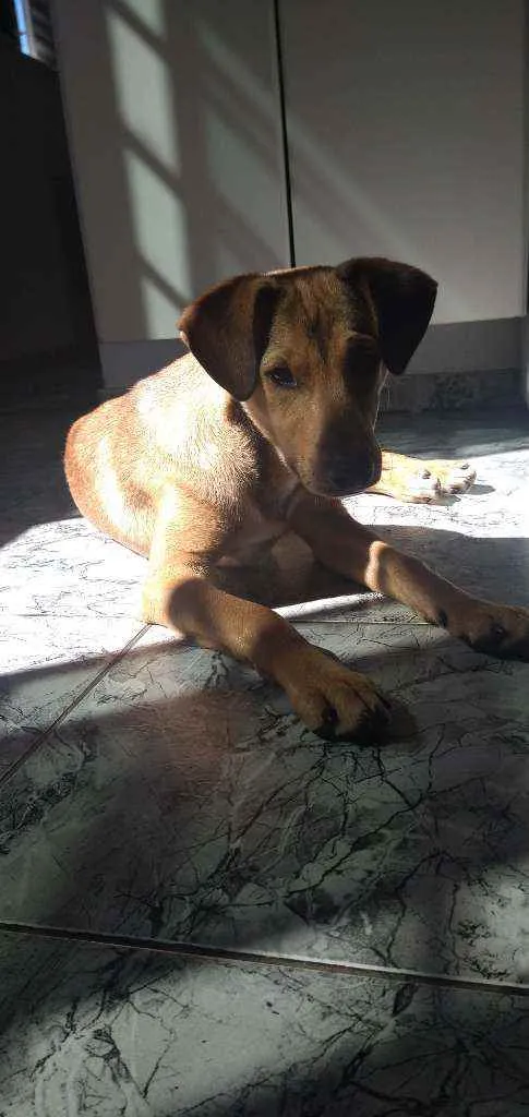 Cachorro ra a Vira lata idade 2 a 6 meses nome Caramelo