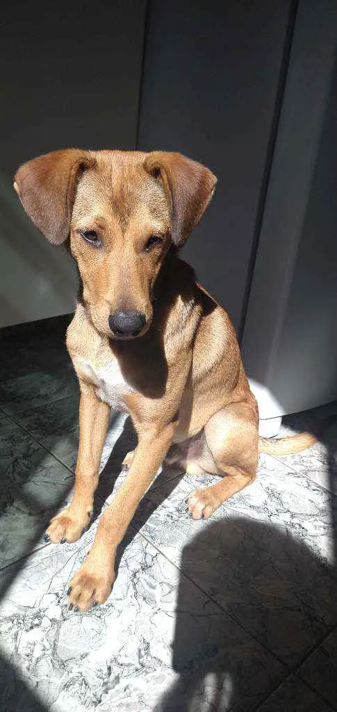 Cachorro ra a Vira lata idade 2 a 6 meses nome Caramelo