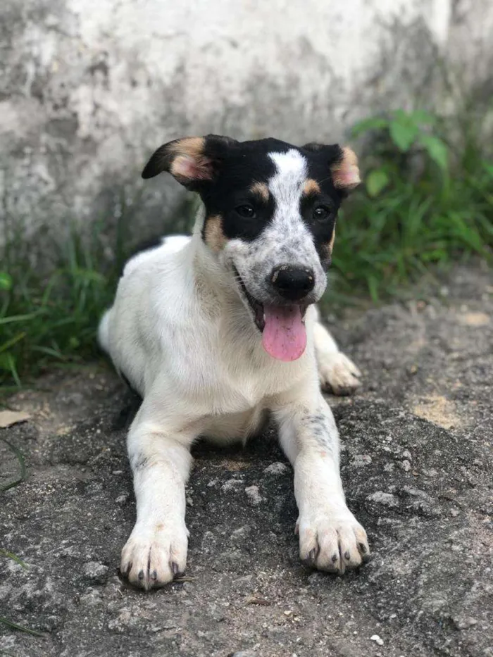 Cachorro ra a SRD-ViraLata idade 2 a 6 meses nome CRUNCH
