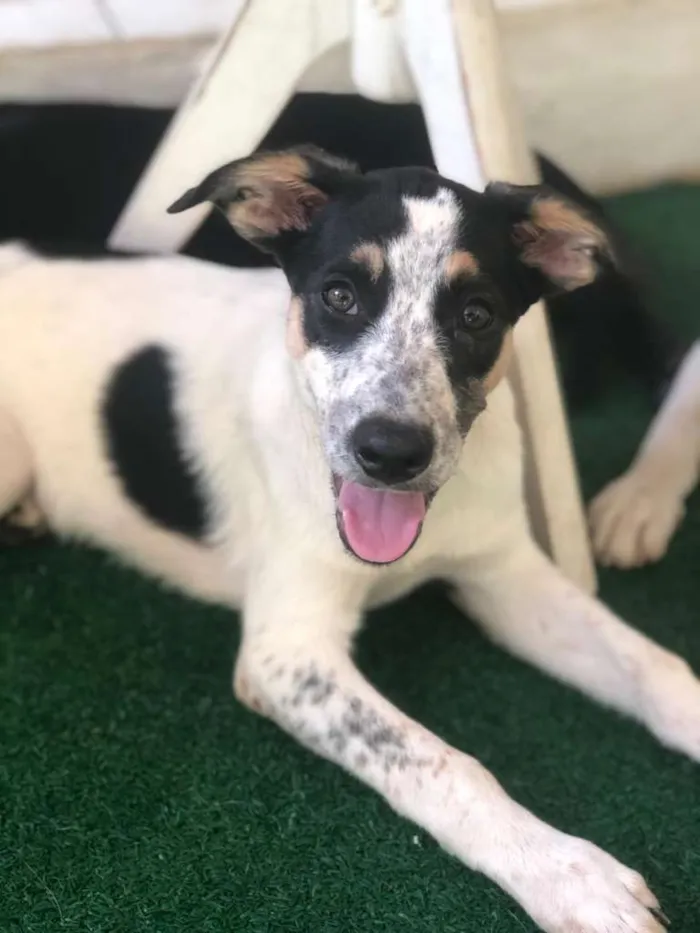 Cachorro ra a SRD-ViraLata idade 2 a 6 meses nome CRUNCH