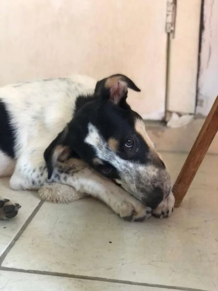 Cachorro ra a SRD-ViraLata idade 2 a 6 meses nome CRUNCH