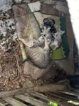 Mia e bebês