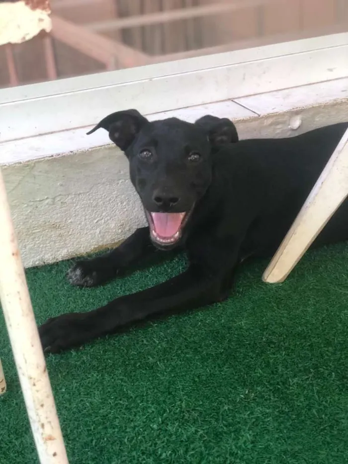 Cachorro ra a SRD-ViraLata idade 2 a 6 meses nome SHOT