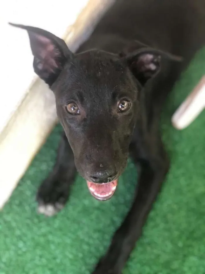 Cachorro ra a SRD-ViraLata idade 2 a 6 meses nome SHOT