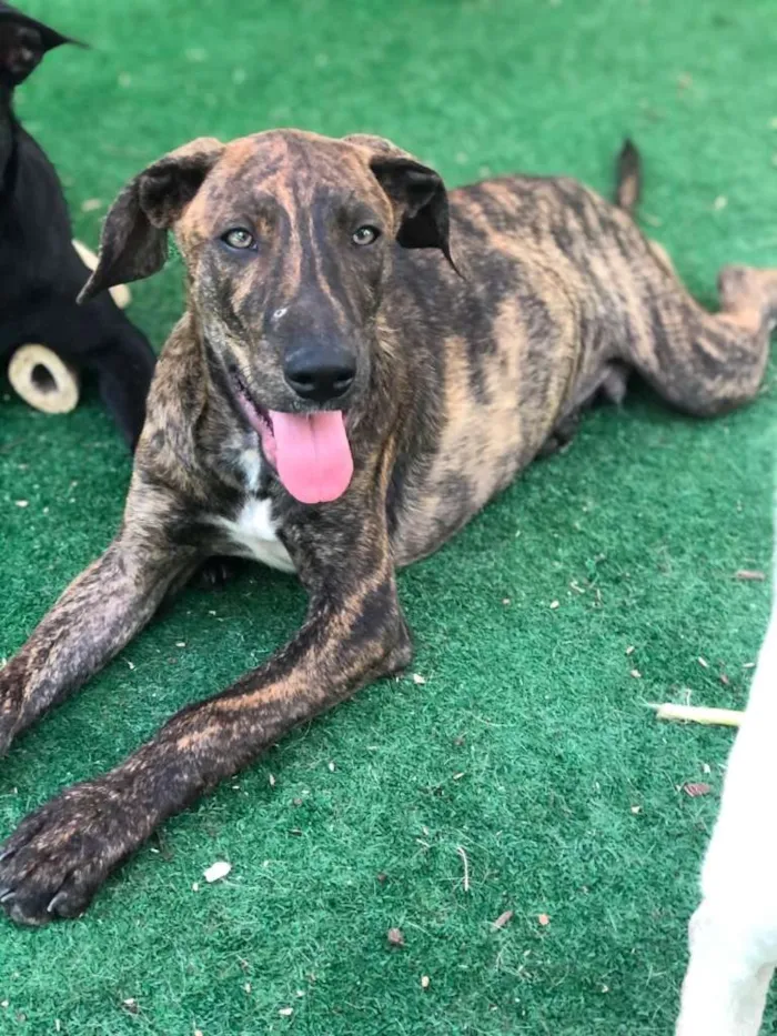 Cachorro ra a SRD-ViraLata idade 2 a 6 meses nome LIPE