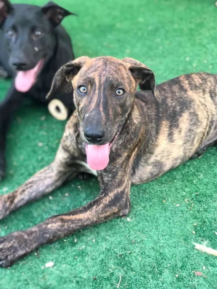 Cachorro ra a SRD-ViraLata idade 2 a 6 meses nome LIPE