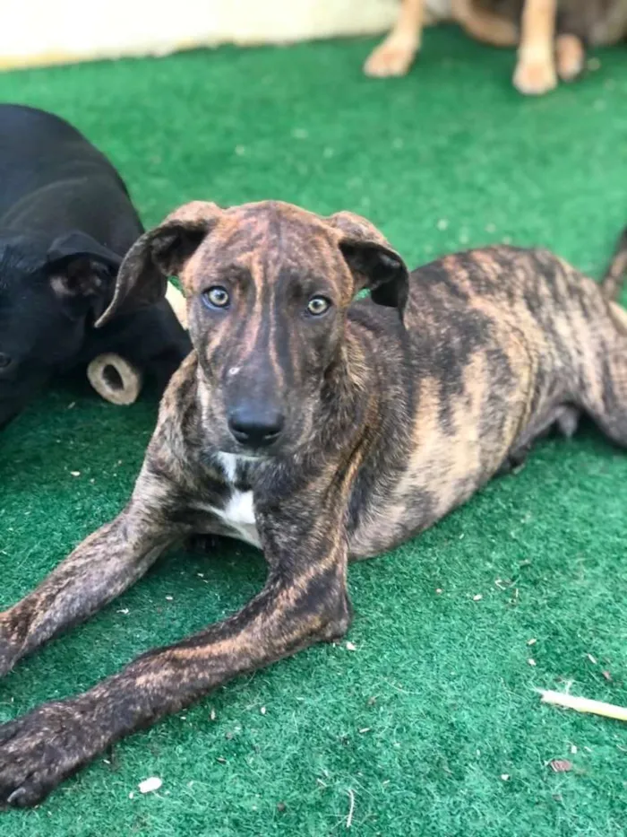 Cachorro ra a SRD-ViraLata idade 2 a 6 meses nome LIPE