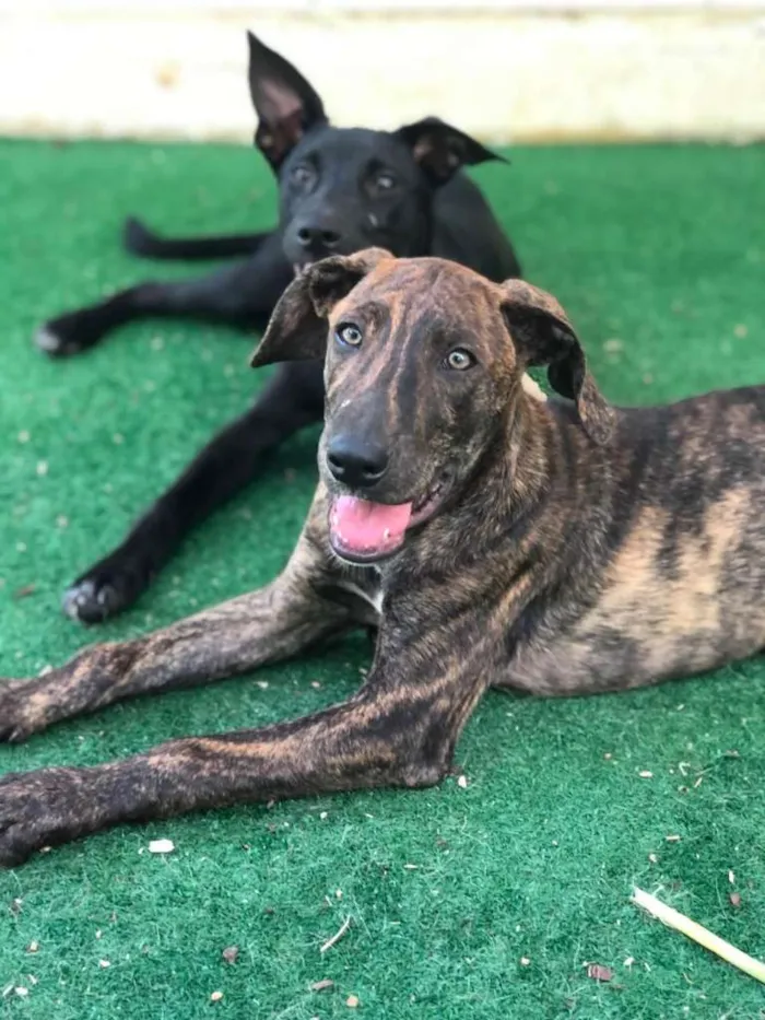 Cachorro ra a SRD-ViraLata idade 2 a 6 meses nome LIPE