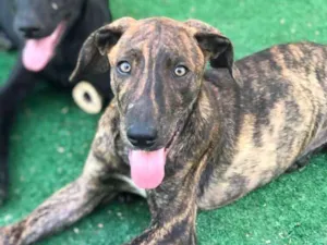 Cachorro raça SRD-ViraLata idade 2 a 6 meses nome LIPE