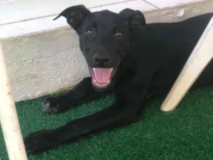 Cachorro raça SRD-ViraLata idade 2 a 6 meses nome SHOT