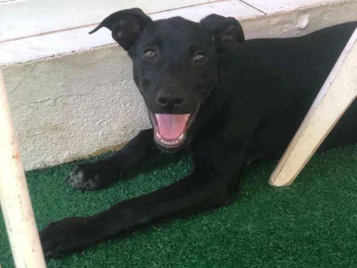 Cachorro ra a SRD-ViraLata idade 2 a 6 meses nome SHOT