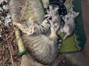 Gato raça  idade 7 a 11 meses nome Mia e bebês 