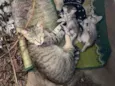 Mia e bebês