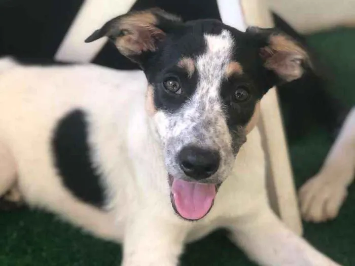Cachorro ra a SRD-ViraLata idade 2 a 6 meses nome CRUNCH
