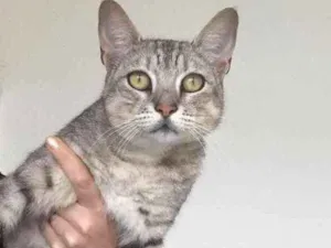 Gato raça Srd idade 1 ano nome Freddie
