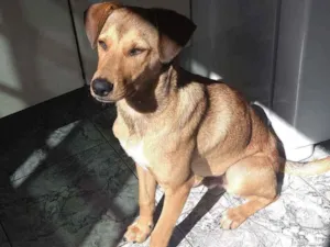 Cachorro raça Vira lata idade 2 a 6 meses nome Caramelo