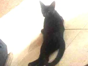 Gato raça preto idade 7 a 11 meses nome não tem nome