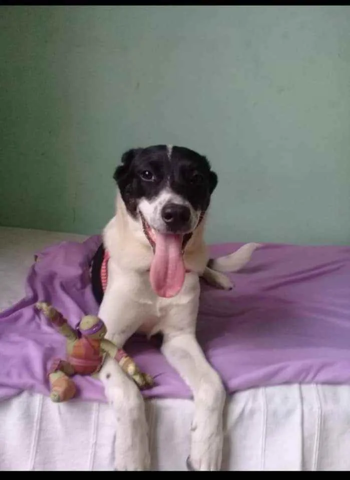 Cachorro ra a SRD idade 7 a 11 meses nome Bidú