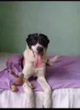Bidú
