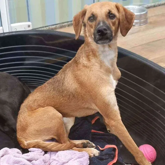 Cachorro ra a SRD  idade 7 a 11 meses nome MAGALI