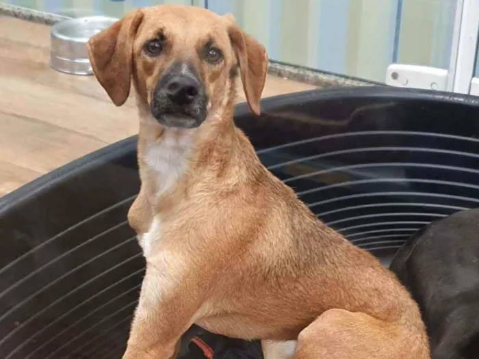 Cachorro ra a SRD  idade 7 a 11 meses nome MAGALI