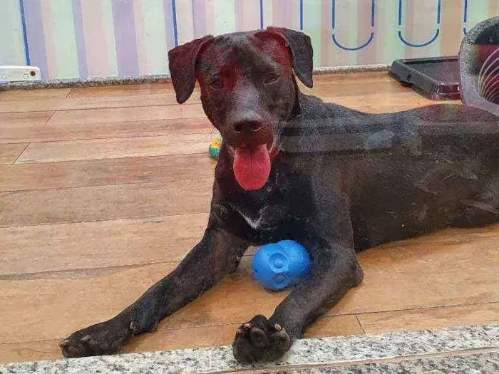 Cachorro ra a SRD  idade 7 a 11 meses nome BRAD
