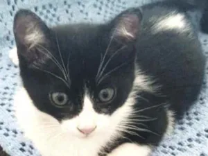 Gato raça Srd idade 2 a 6 meses nome Felix