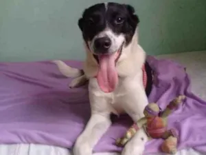 Cachorro raça SRD idade 7 a 11 meses nome Bidú