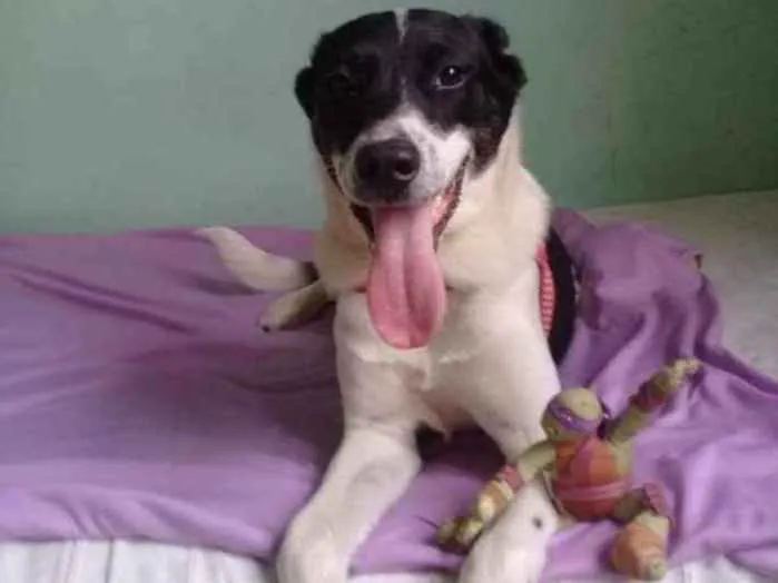 Cachorro ra a SRD idade 7 a 11 meses nome Bidú