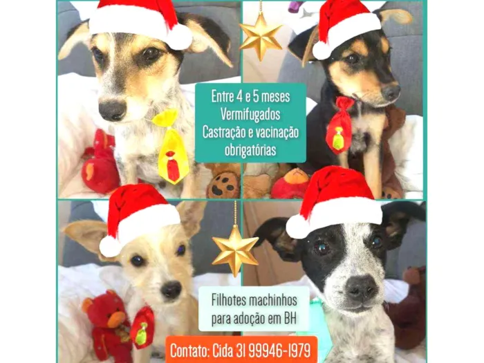 Cachorro raça Srd idade 2 a 6 meses nome Filhotinhos