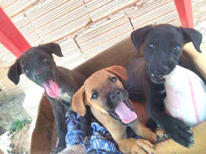 Cachorro ra a Vira lata idade 2 a 6 meses nome Sem nome 