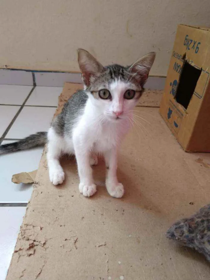 Gato raça Srd idade Abaixo de 2 meses nome Orus