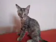 Safira