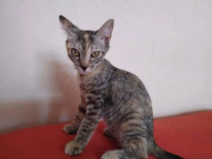 Gato raça Srd idade Abaixo de 2 meses nome Safira