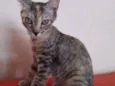 Safira