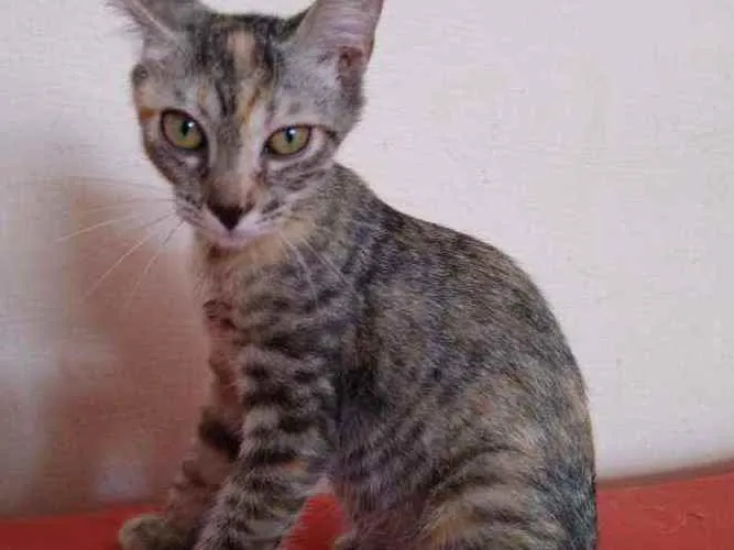 Gato raça Srd idade Abaixo de 2 meses nome Safira