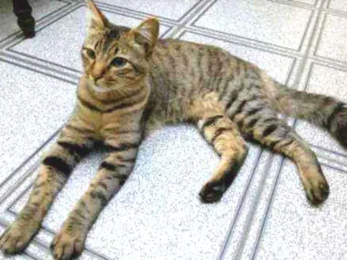 Gato ra a Srd idade 1 ano nome Menino