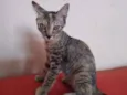 Safira