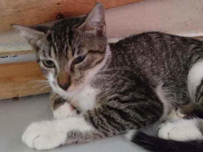 Gato raça Srd idade 2 a 6 meses nome Pérola