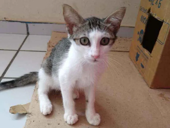 Gato raça Srd idade Abaixo de 2 meses nome Orus