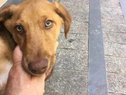 Cachorro raça Vira lata idade 2 a 6 meses nome Bella