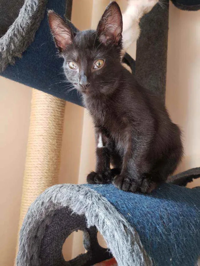 Gato raça SRD idade 2 a 6 meses nome Gaspar