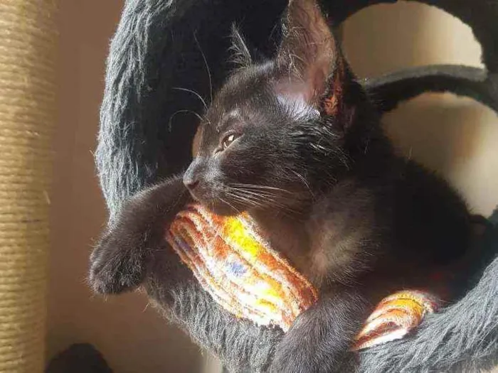 Gato raça SRD idade 2 a 6 meses nome Gaspar